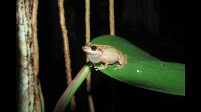 Eleutherodactylus eileenae