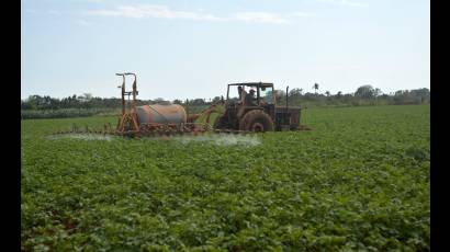 Agricultura en Cuba