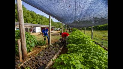 La producción de alimentos 