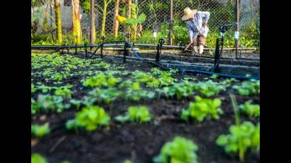 El programa de agricultura urbana