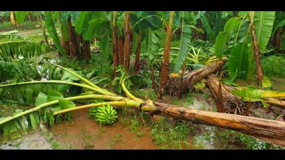 Afectaciones en el plátano a causa de las lluvias y vientos de Helene en Isla de la Juventud