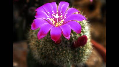 Utilizando técnicas de macrofotografía podemos descubrir un mundo de belleza escondida en los cactus y suculentas.