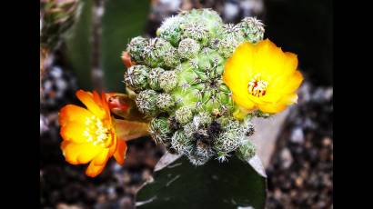 Utilizando técnicas de macrofotografía podemos descubrir un mundo de belleza escondida en los cactus y suculentas.