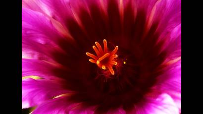 Utilizando técnicas de macrofotografía podemos descubrir un mundo de belleza escondida en los cactus y suculentas