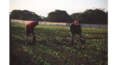 La finca del productor de tabaco Reinel Rojas Medina