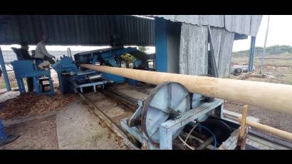 Madera de Pinar del Río