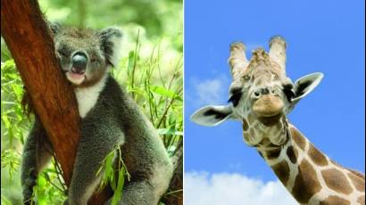 Koala y jirafa