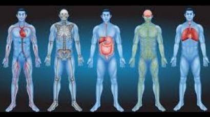 Intersticio, «nuevo órgano» del cuerpo humano