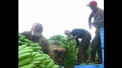 Recogida agrícola en la Cooperativa de producción agropecuaria Paquito González