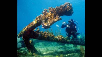 Punta Francés está considerado uno de los mejores fondos marinos del mundo para el buceo.