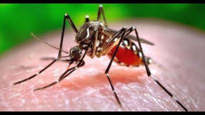 Advierten sobre un virus mortal transmitido por mosquitos