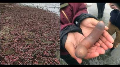 Invasión de peces-pene en Bahía de California