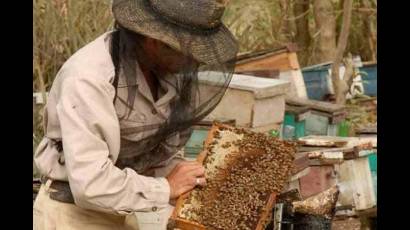 Cuba muestra desarrollo ecológico en la apicultura