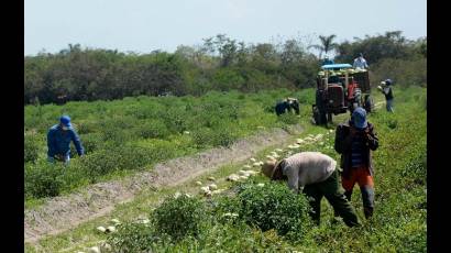 Campesinos en Isla de la Juventud aseguran el autoabastecimiento territorial.