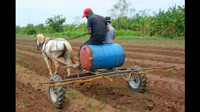 Crecen áreas de producción de alimentos