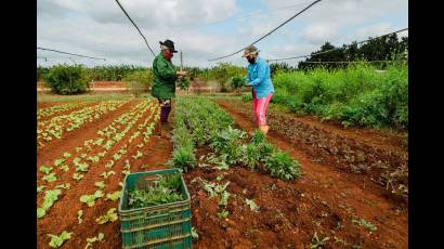 Mujeres cubanas trabajando con la tierra