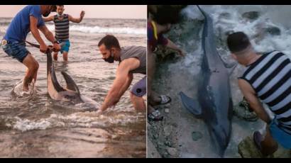 Cubanos ayudan a dos delfines