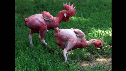 El pollo sin plumas es una raza de aves de corral