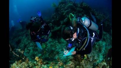 Las colonias de corales descubiertas en el centro y oriente de Cuba presenta especies en vías de extinción en la zona del Caribe.