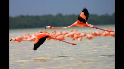 El flamenco rosado tiene hábitat permanente en toda la costa norte de Ciego de Ávila