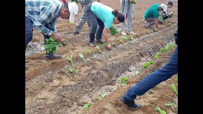Inició oficialmente la campaña de siembra de tabaco en Pinar