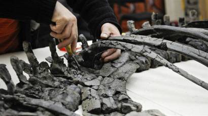 Esqueleto de dinosaurio hallado en Siberia