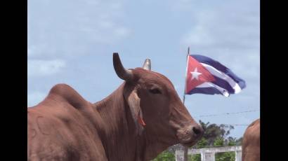 El ganado Gyr lechero en Cuba