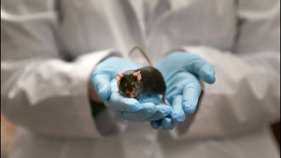 Nueva terapia prolonga vida de ratones