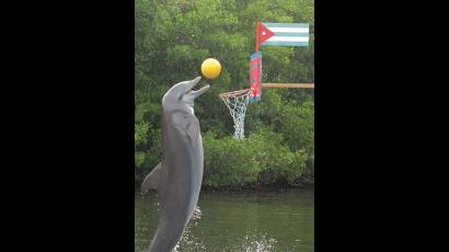 Delfinario en el Acuario nacional de Cuba