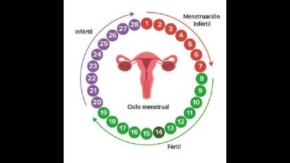 Ciclo menstrual