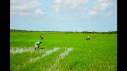 La producción de arroz