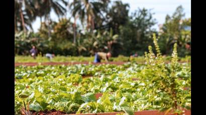 Reforzar la producción de alimentos