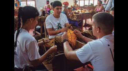 El aporte de los jóvenes al benefi cio del tabaco es decisivo