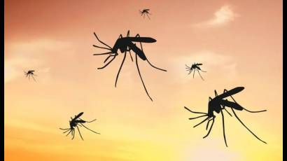 Brasil activa una fábrica de mosquitos modificados