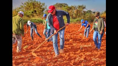 El Presidente de Cuba se sumó a la Jornada Nacional de Trabajo Voluntario