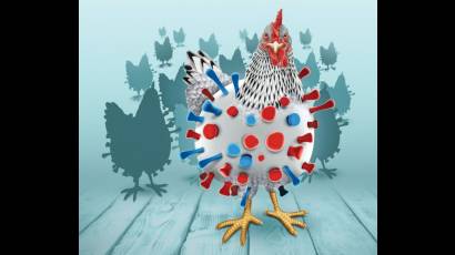 La gripe aviar H5 podría desatar una pandemia más mortal que el COVID