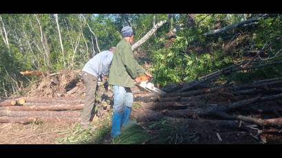 Madera de Pinar del Río