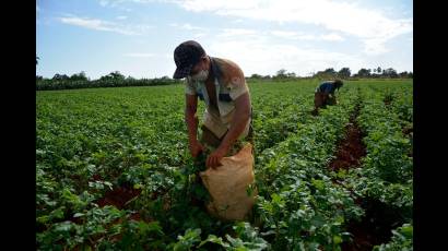 Producción de alimentos