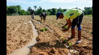 Pinar del Río sobresale en hectáreas de tabaco sembradas