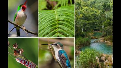 Estudios de especies fuera de su hábitat continúan en Cuba