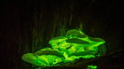 Omphalotus nidiformis, hongo bioluminiscente