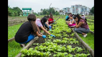 Jóvenes en producción de alimentos