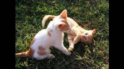 Gatos jugando