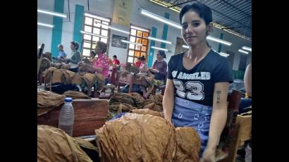 A la corta edad de 27 años, Mairelys Camacho Peña ha apostado por el beneficio del tabaco como empleo.