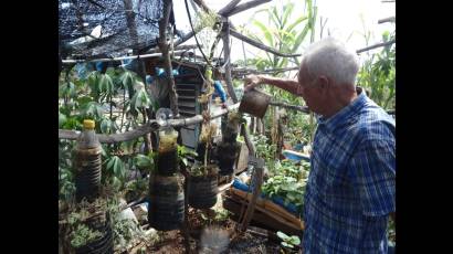 En el tercer piso de una vivienda holguinera, donde muchos solo verían una placa de concreto castigada por el sol, Julián Velázquez Claro convirtió ese espacio en un pequeño campo productivo con 12 canteros donde cultiva hortalizas, plantas medicinales y viandas.