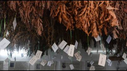 ¿Cómo puede interactuar la medicina natural y tradicional con los fármacos convencionales?