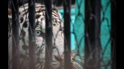 Exhiben tigresa blanca de Bengala en zoológico de Ciego de Ávila.