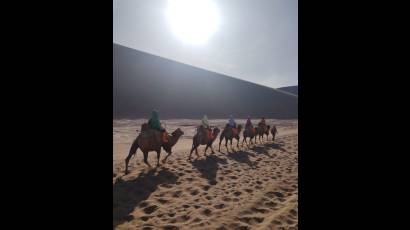 A paso lento, en perfecta sinergia, sobre el suelo árido del desierto de Gobi