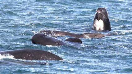 Grupo de cetáceos