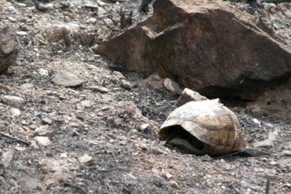 Caparazón de una tortuga mora